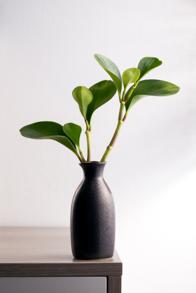 Vase with Green Plant